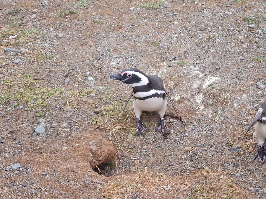 Magdalena Island: Walk with the penguins - What makes Magdalena Island penguins so special