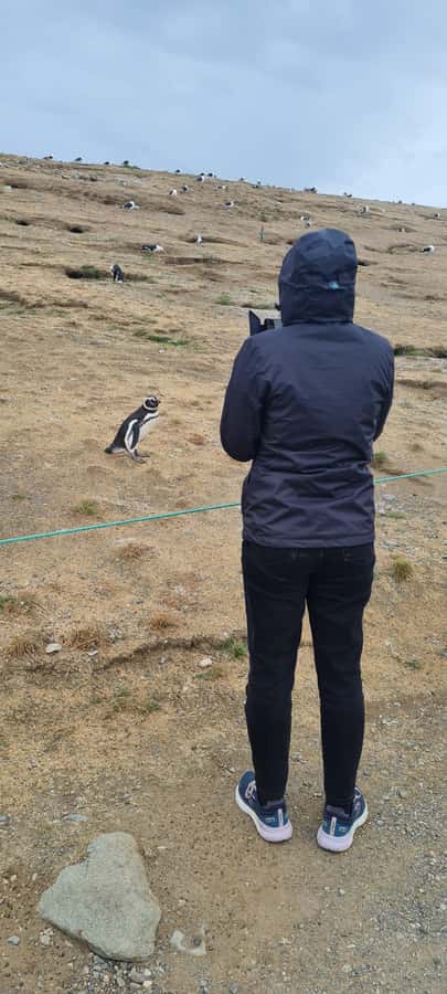 Magdalena Island: Walk with the penguins - Penguin viewing: what you are likely to see on the island
