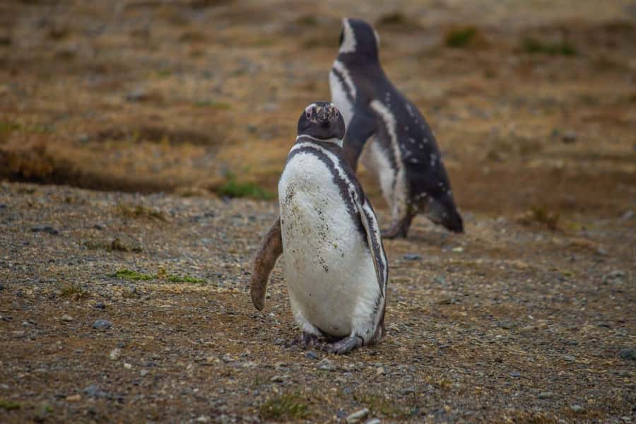 Magdalena Island: Walk with the penguins - From Muelle Prat to the Strait of Magellan on a catamaran