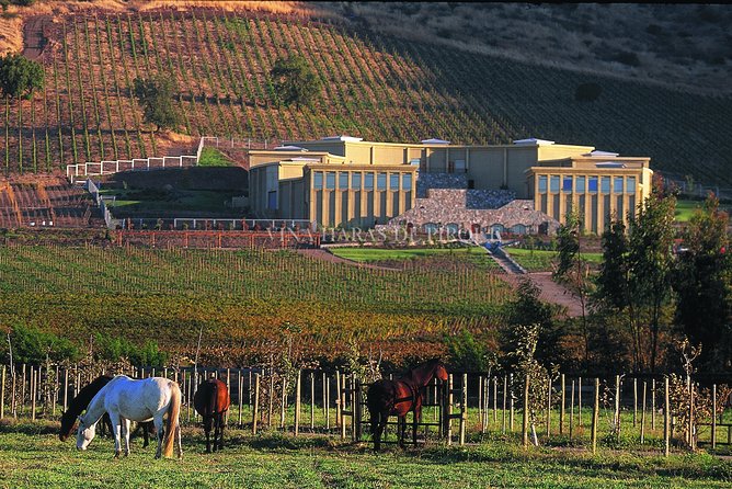 Maipo Valley Experience - What You’ll Actually Taste: Cabernet, Merlot, Carmenere Focus
