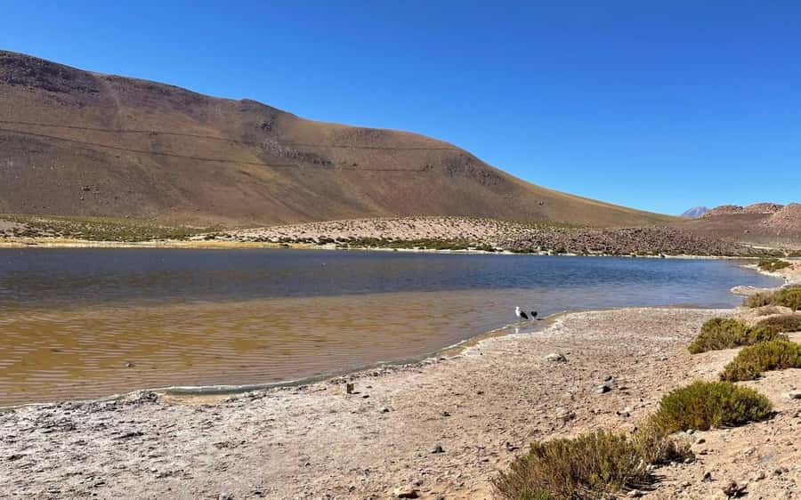 Memorable Tatio Geysers Tour with Flamingos and Scenic Views - What to Pack for 4,320 Meters: A Practical Checklist