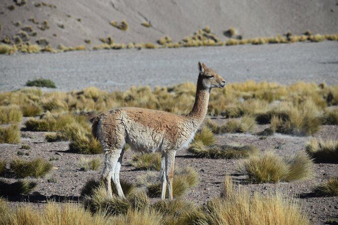 Multi-Day Tour in San Pedro de Atacama with Pickup - Stargazing in Ayllu de Solor: Rodrigo Zúñiga and electronic telescopes
