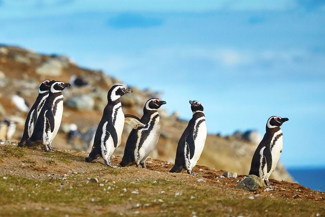 Navigation to South Fjords & Magdalena Island - Time, pace, and value: what 4.5 hours gets you