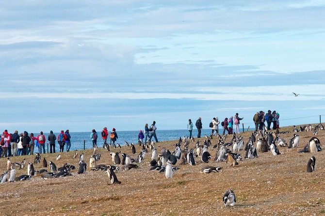 Navigation to South Fjords & Magdalena Island - Meeting point reality check in Punta Arenas