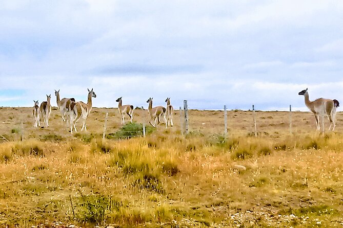 Pali Aike Full-Day Adventure from Punta Arenas - Heading Into Pali Aike National Park for Volcanic Craters and Trails