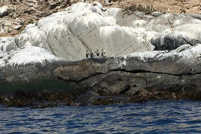 Penguin Watching Navigation Cachagua Lunch From STGO Private Tour - What Makes This Santiago-to-Cachagua Penguin Day Special