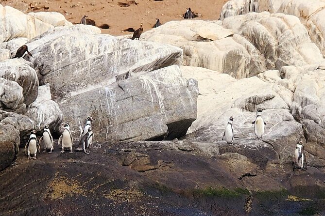 Penguin Watching Navigation Cachagua Lunch From STGO Private Tour - Getting to the Coast From Santiago, and Why the Drive Matters