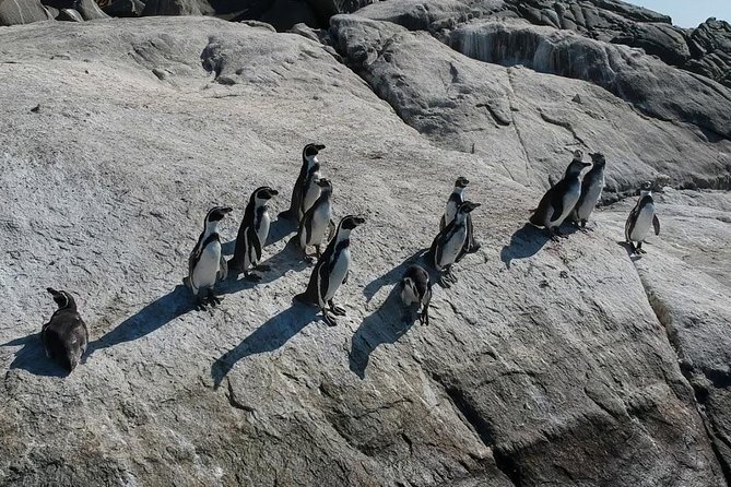 Penguin Watching Navigation Cachagua Lunch From STGO Private Tour - Empanadas and Snacks: What You Actually Eat on This Day