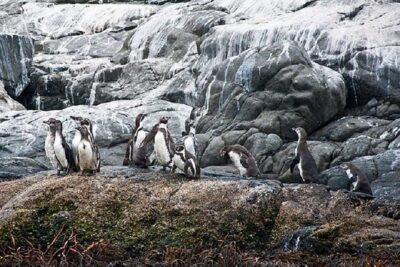 Penguin Watching Navigation Cachagua Lunch From STGO Private Tour