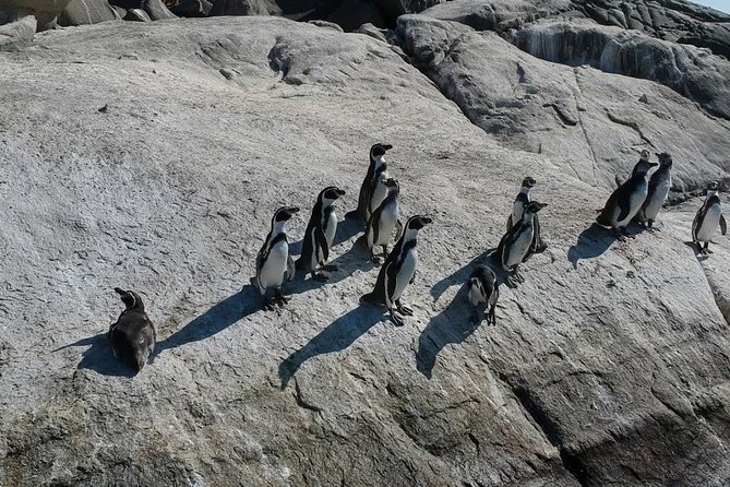 Penguins Watching Navigation Cachagua Island&Lunch From VALPARAIS - Price and Value: What $329 Really Buys
