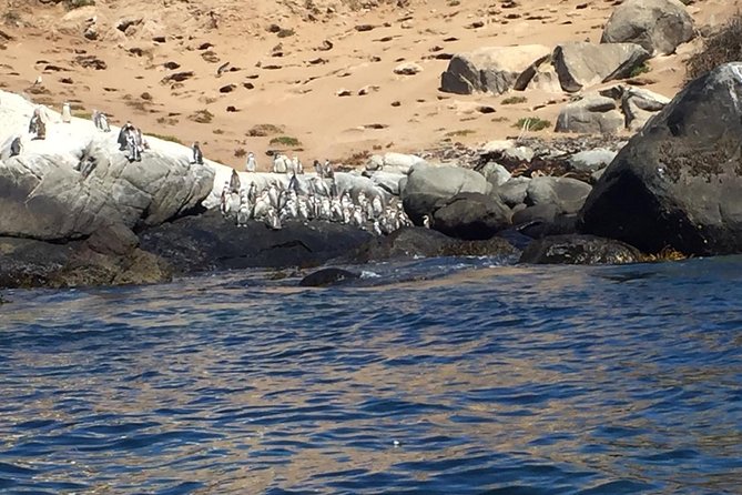 Penguins Watching-Navigation & HorseRide & Barbecue From Santiago - Key Highlights You Will Feel in the Day