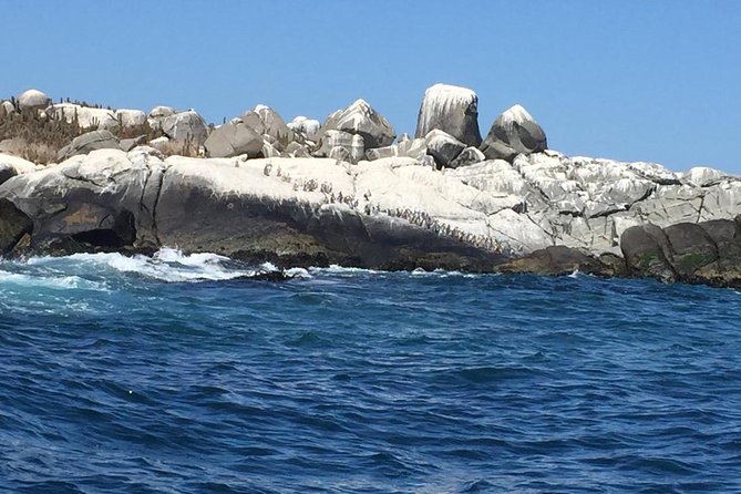 Penguins Watching-Navigation & HorseRide & Barbecue From Santiago - Pine Park BBQ Lunch With Chilean Red Wine