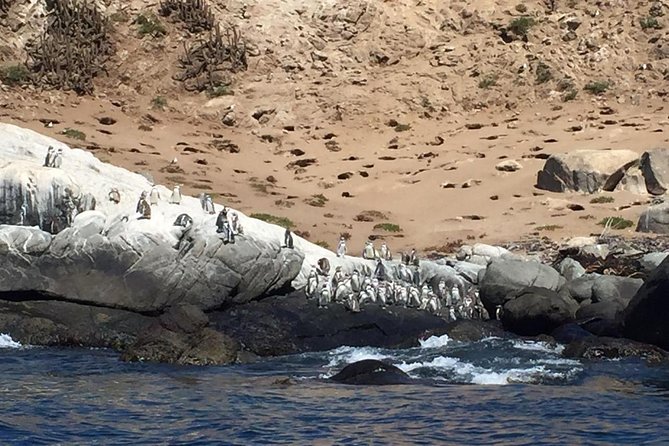 Penguins Watching-Navigation & HorseRide & Barbecue From Santiago - Getting Out of Santiago: Pickup, Vehicle Comfort, and Timing