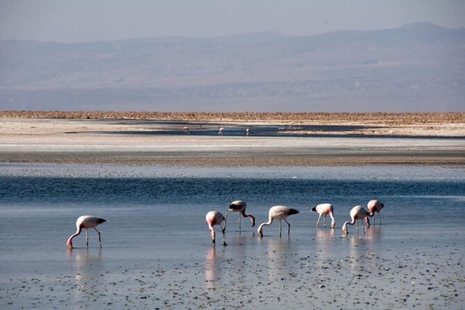 Piedras Rojas Salt Flats and Altiplanic Lagoons - Stop 2: Laguna Miñiques and Miscanti at Nearly 4,200m