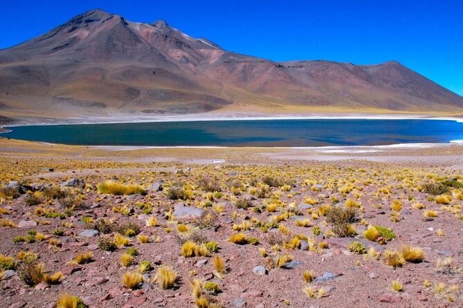 Piedras Rojas Salt Flats and Altiplanic Lagoons - Stop 4: Laguna Chaxa and the Flamingo Factor