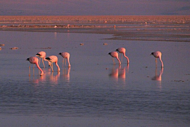 Piedras Rojas Salt Flats and Altiplanic Lagoons - Guide Quality, Pacing, and What You Can Actually Expect