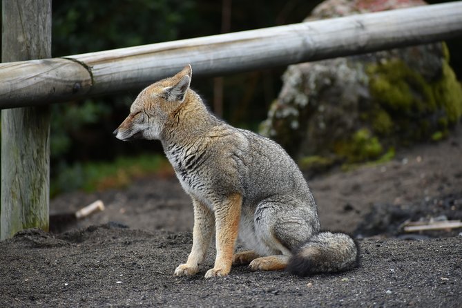 Premium Full Day Shared Tour Osorno Volcano and Petrohue Falls - Lunch, Drinks, and the Food Value at the Volcano