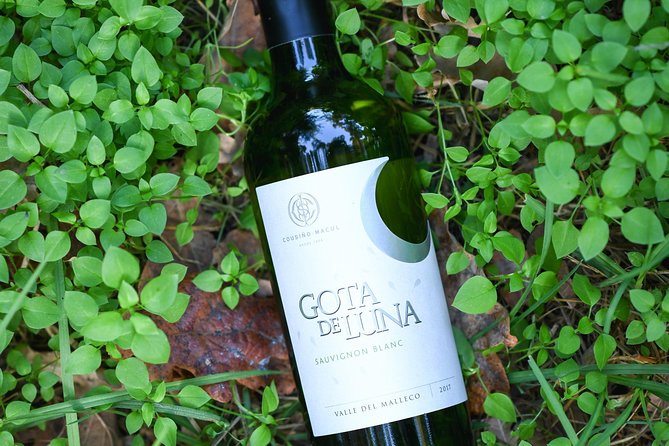 "Premium Wine Tour" Viña Cousiño Macul Official english - Price and value: how $45 stacks up for Santiago wine