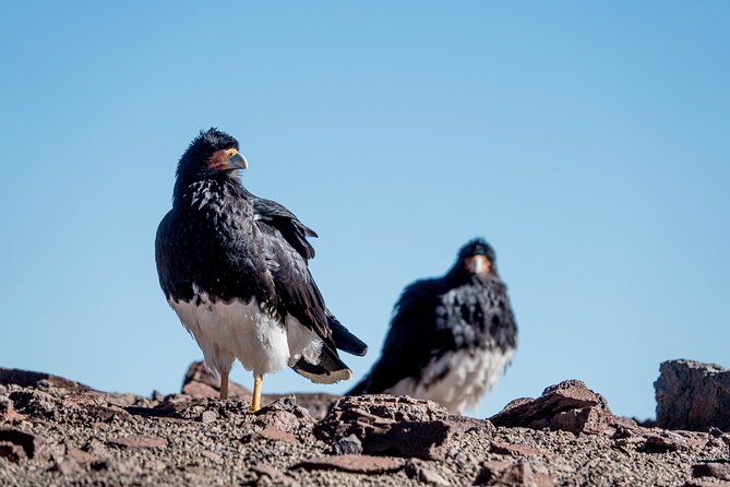 Private Adventure at 4200 meters above sea level in the Chilean Andes Cerro Pintor - Summit lunch and the El Plomo Hill view you will actually remember