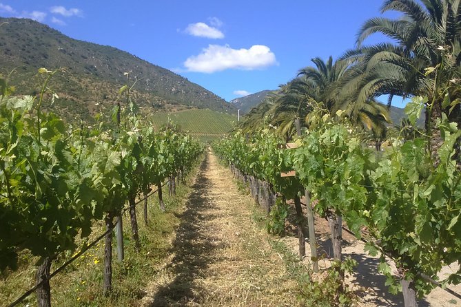 Private Casa Blanca Valley Wine Experience from Santiago - Casablanca Valley, planned like a real day off