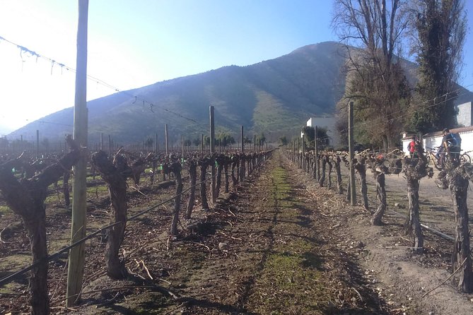 Private Casa Blanca Valley Wine Experience from Santiago - Casas del Bosque: award-winning views and a full restaurant stop