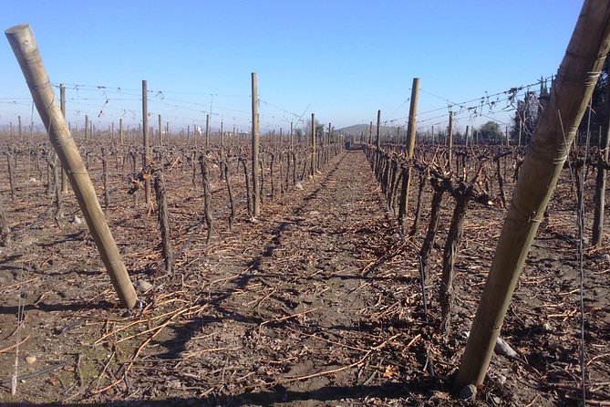 Private Casa Blanca Valley Wine Experience from Santiago - The guide makes or breaks the day