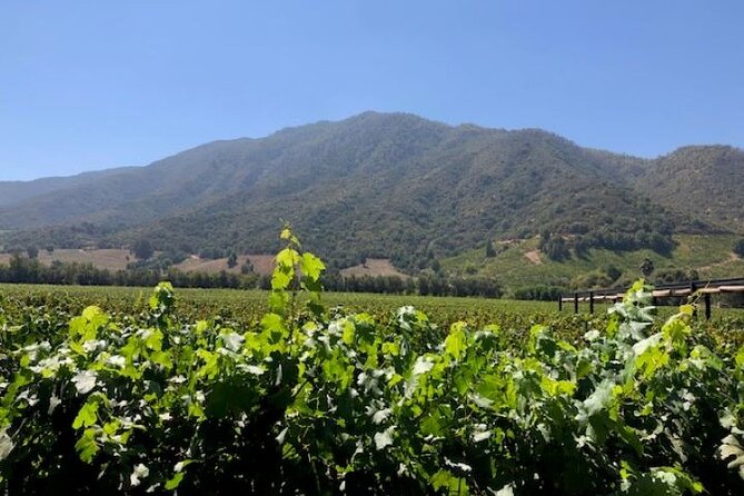 Private Chilean Wine Route Colchagua Valley Day Trip - From Santiago: What Makes This Half-Day Private Route Work