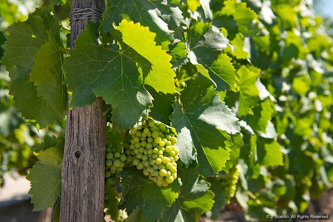 Private Maipo Valley Wine Experience: 2 Premium Wineries & Lunch - The guide makes it: bilingual wine training and names you’ll remember