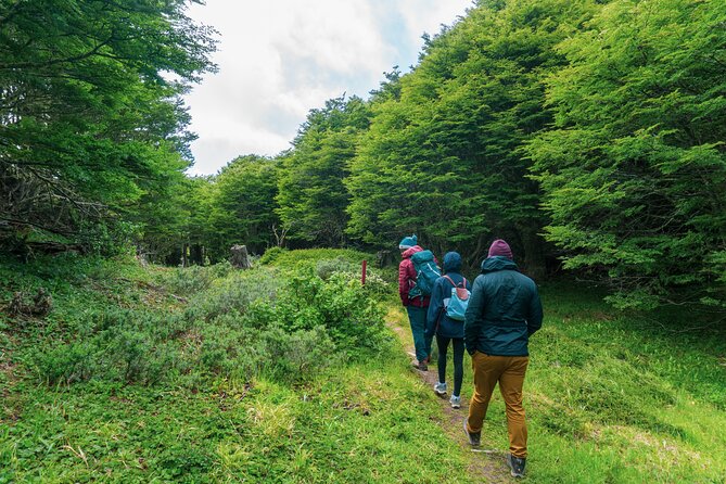Private Patagonian Forest Hike in Punta Arenas: 4 Hour - What to expect from the included lunch and snacks