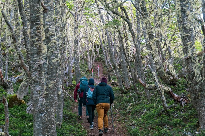 Private Patagonian Forest Hike in Punta Arenas: 4 Hour - Reserva nacional Magallanes: what you’re really doing on the 6.7 km hike