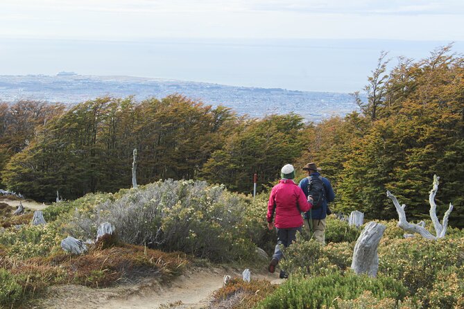 Private Patagonian Forest Hike in Punta Arenas: 8 Hour - A guide-led Patagonian forest day, not a marathon