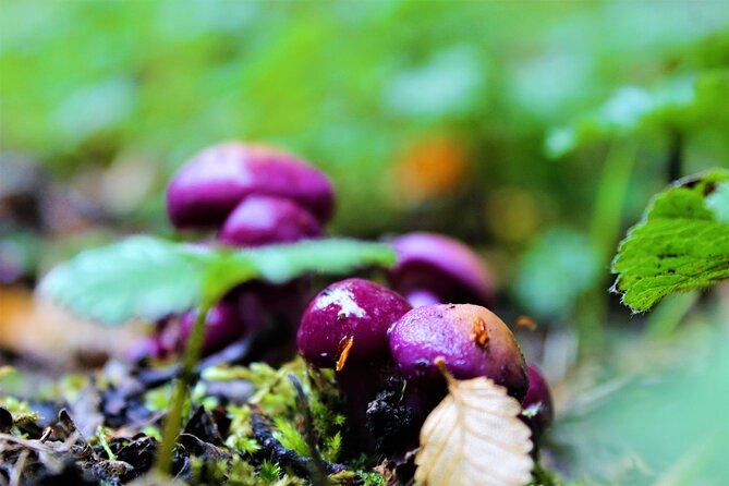 Private Patagonian Forest Hike in Punta Arenas: 8 Hour - Pickup and timing: how to avoid a rushed start