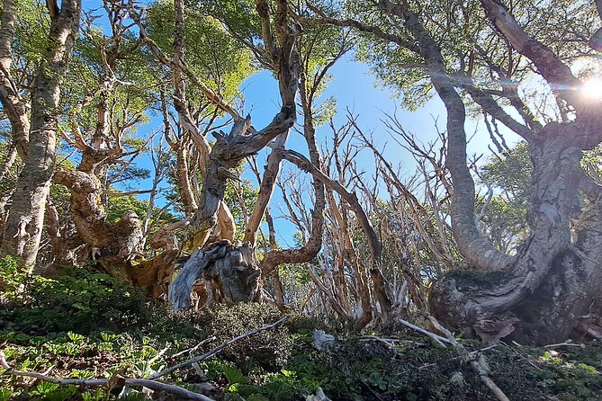 Private Patagonian Forest Hike in Punta Arenas: 8 Hour - What to bring for a windy Patagonian day