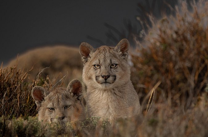 Private Pumas and Wildlife Watching Experience - What Wildlife to Expect, Plus How to Think About Puma Luck