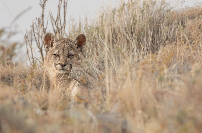 Private Pumas and Wildlife Watching Experience - Transportation Time, Comfort, and What to Bring