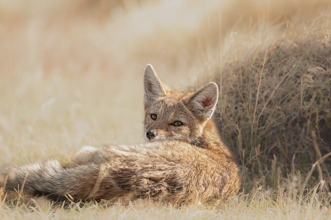 Private Pumas and Wildlife Watching Experience - Price and Value: What $1,200 Really Covers