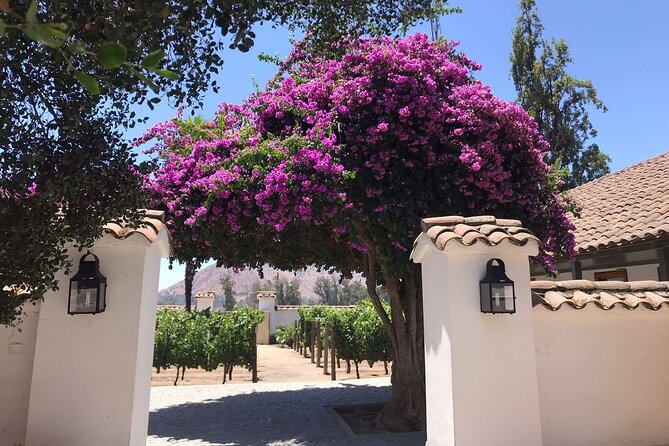 Private Tour to Viña Santa Rita - Why Viña Santa Rita feels more than a quick tasting in Santiago
