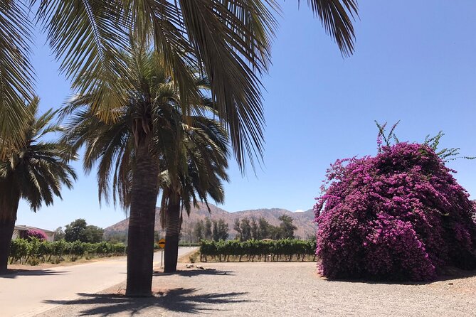Private Tour to Viña Santa Rita - Who this tour suits best (and who might want a different option)