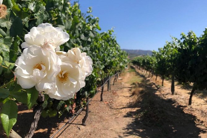Private wine tour Casablanca valley - A Private Casablanca Valley Wine Day That Actually Feels Manageable
