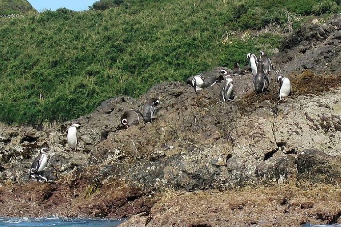 Puerto Montt: Full day Chiloe Island visiting Penguins in Puñihuil - Key things to know before you go