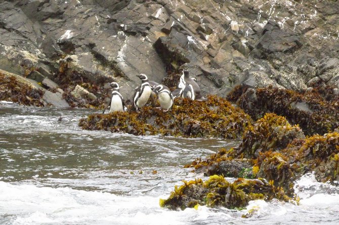 Puerto Montt: Full day Chiloe Island visiting Penguins in Puñihuil - A quick sense of the day, Puerto Montt to Chiloé in about 10 hours