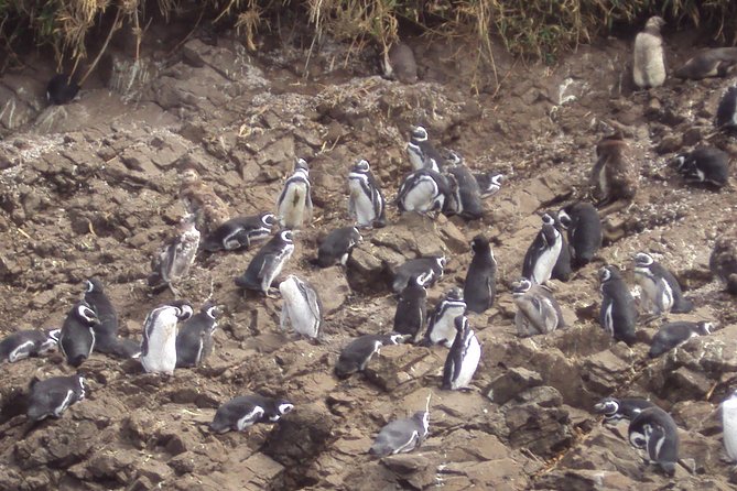 Puerto Montt: Full day Chiloe Island visiting Penguins in Puñihuil - Guides and group size: why the small cap helps your day feel smoother