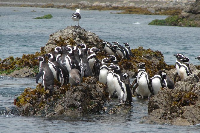 Puerto Montt: Full day Chiloe Island visiting Penguins in Puñihuil - Weather and sea conditions: what to pack when Chiloé weather turns