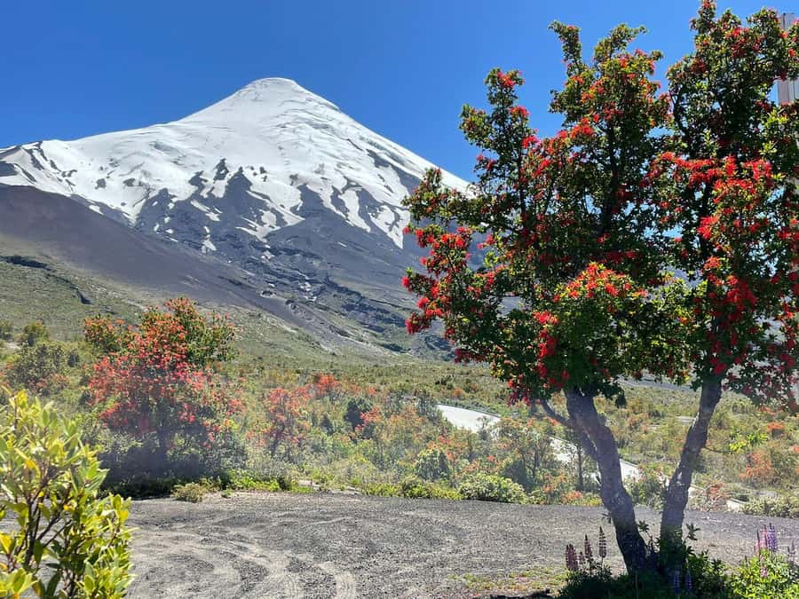 Puerto Montt: Osorno Volcano Tour Shore Tour in Private - Key things to know before you go