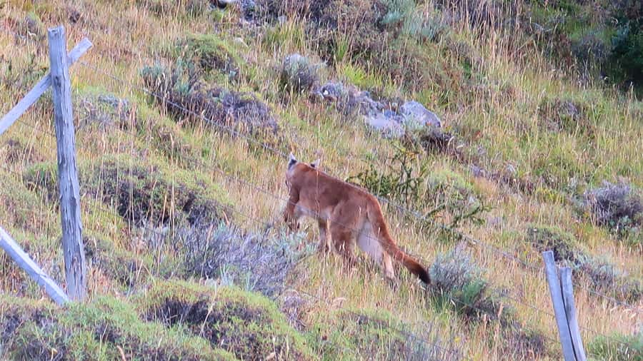 Puerto Natales: Base Torres Small Group Trekking - A realistic fit check: who this is for, and who should skip