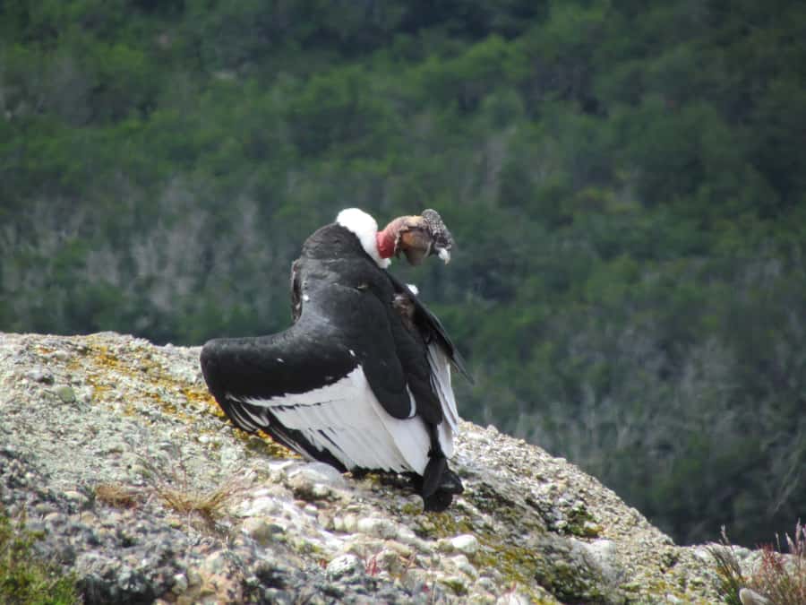Puerto Natales: Cerro Benitez Half-Day Hike with Condors - Key Highlights You’ll Care About