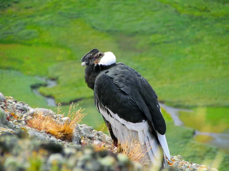 Puerto Natales: Cerro Benitez Half-Day Hike with Condors - Pickup From Puerto Natales or Natales: Start Smooth, Walk Ready