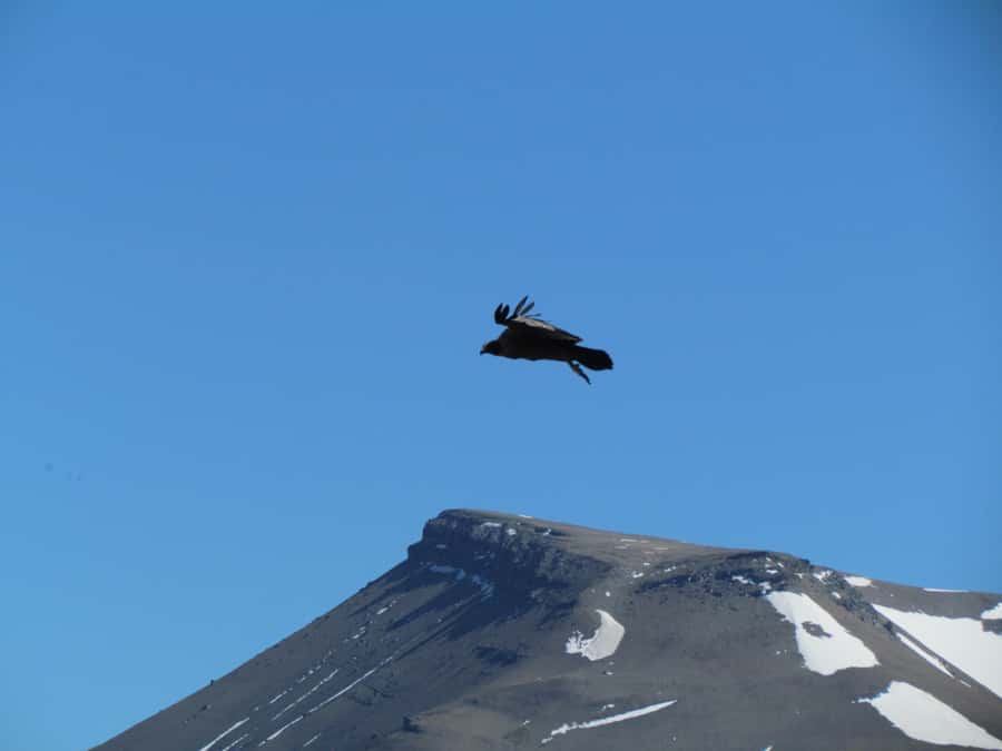 Puerto Natales: Cerro Benitez Half-Day Hike with Condors - Descent: New Angles, Less Effort, More Attention