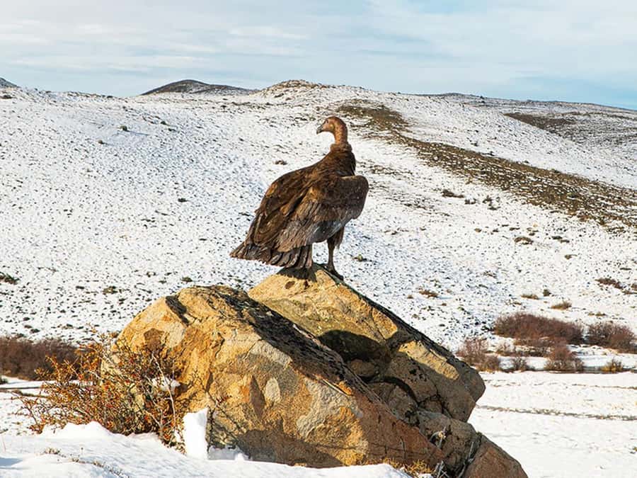 Puerto Natales: Full-Day Torres del Paine Tour - Grey Lake visit: icebergs are the headline