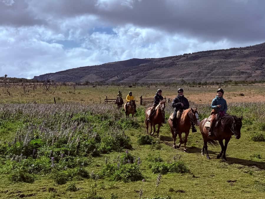 Puerto Natales: Horseback Riding with Horse Connection - Grooming and saddling: the connection part you can actually feel